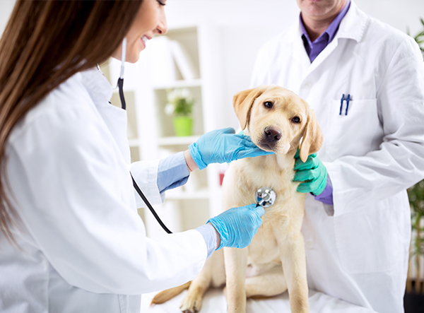 Category image for Veterinary