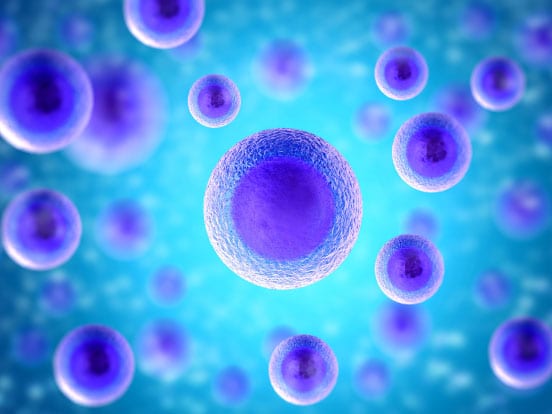Cell Lines