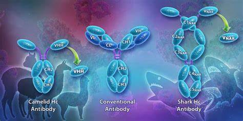 sdMAB ™ (Single Domain Monoclonal Antibody)