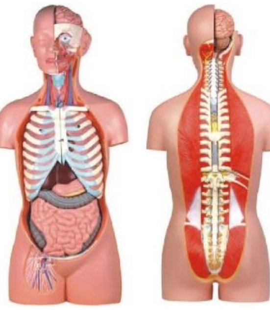 Medical Human Model