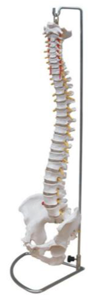 Spine with Pelvis Model (Flexible) Code: 11104-1