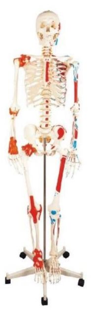 Human Skeleton with painted muscle and ligament Model 180 cm. Code: 11102-1