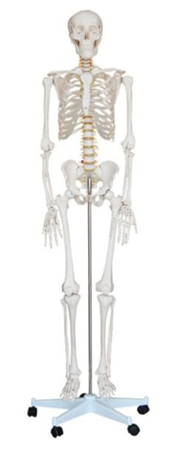 Human Skeleton Model (180 cm) Code : 11101-1